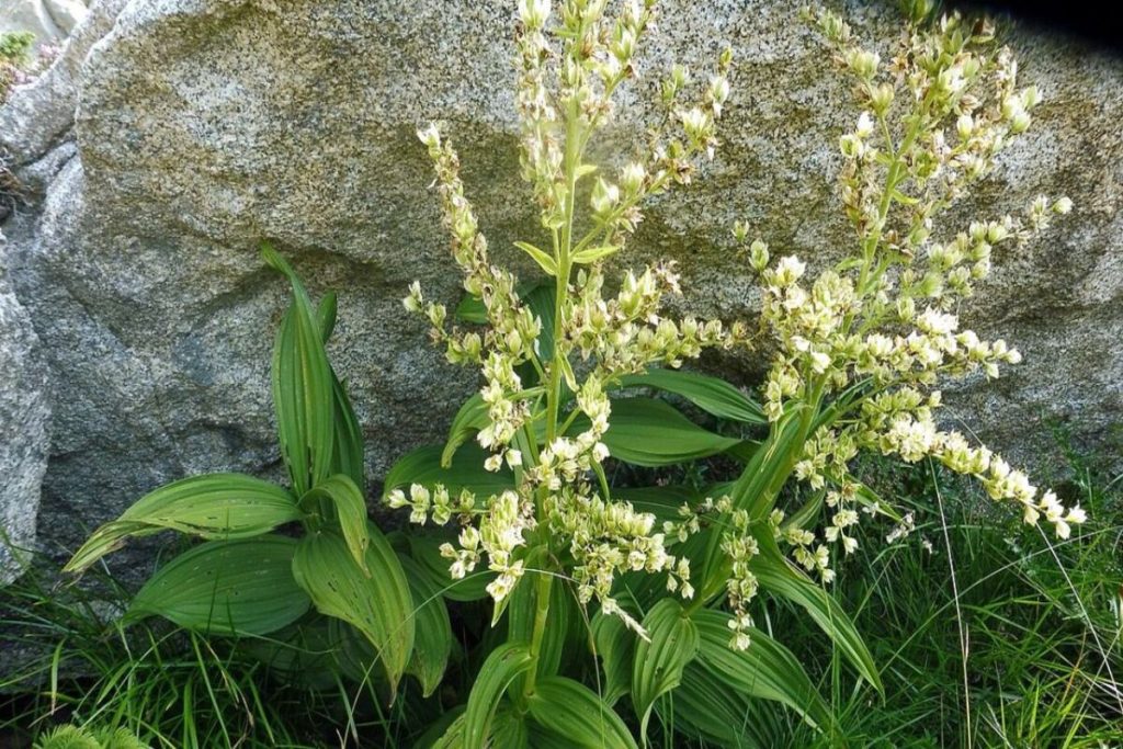 Veratro Verde