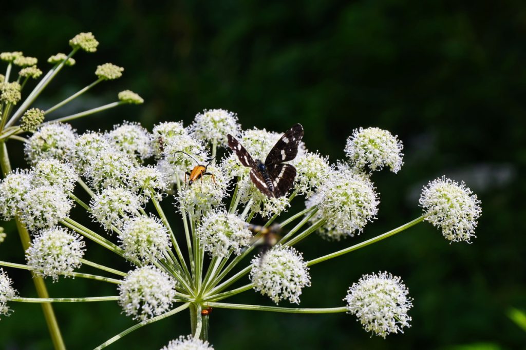 Angelica