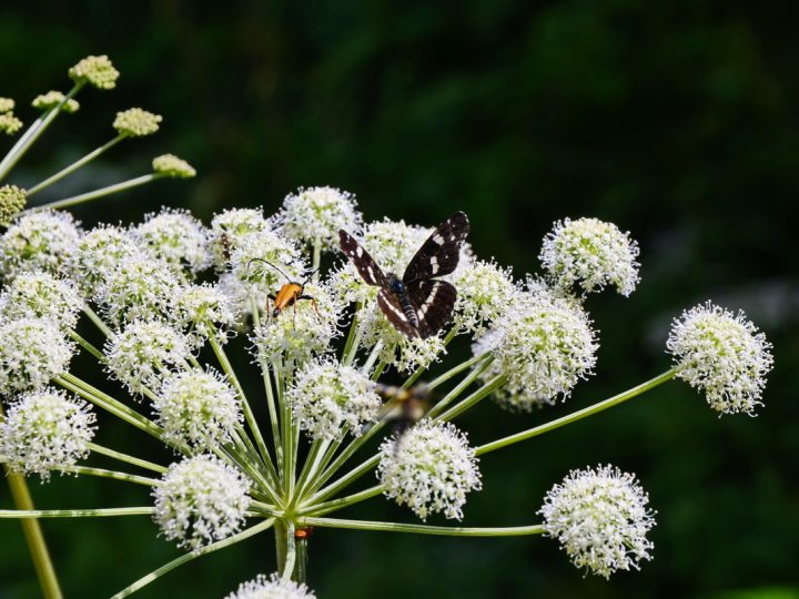 Angelica: benefici e utilizzi