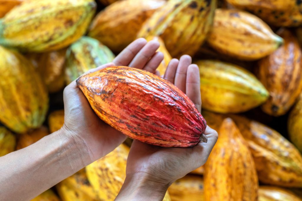 Cacao