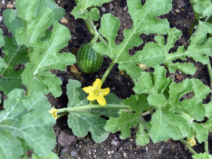Coloquintide: proprietà e utilizzi della pianta digestiva