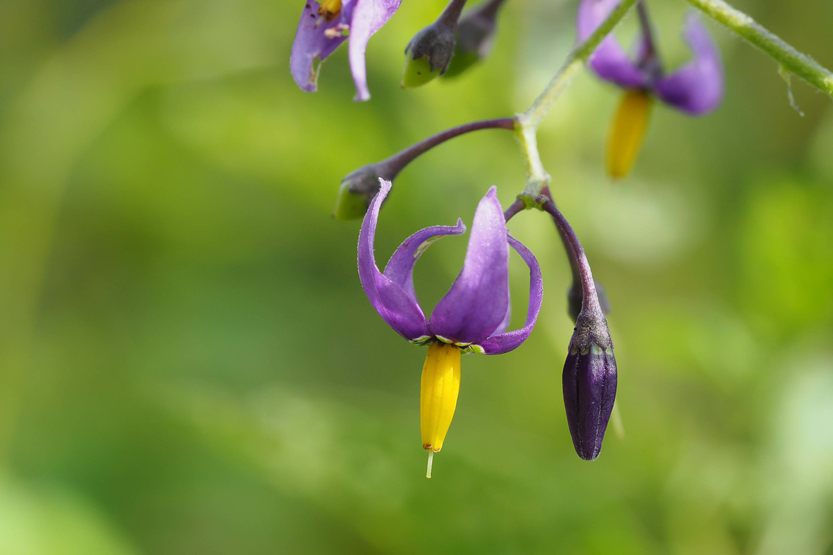 Dulcamara: benefici ed uso