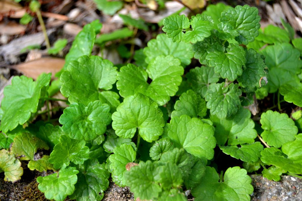 Edera Terrestre