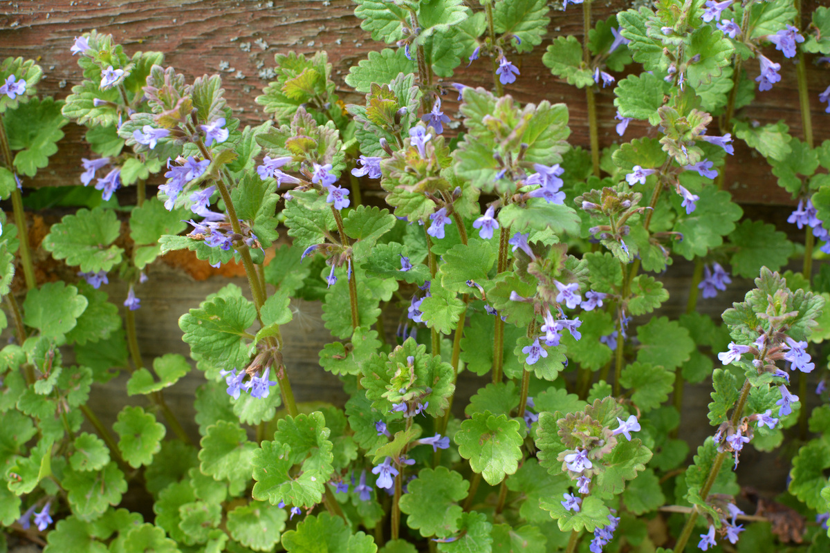 Edera Terrestre