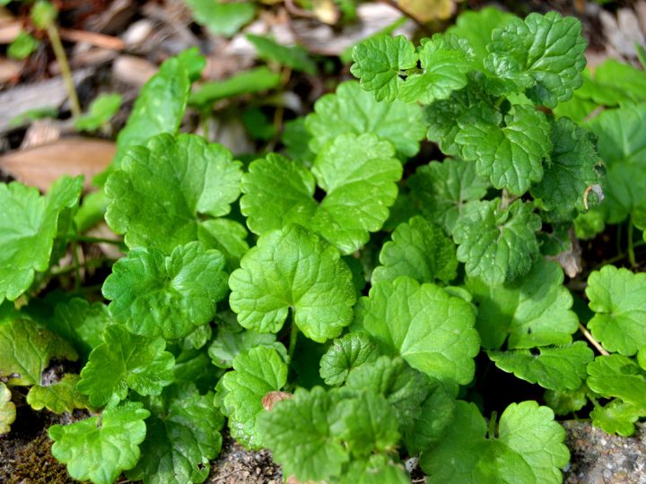 Edera Terrestre: benefici e utilizzi