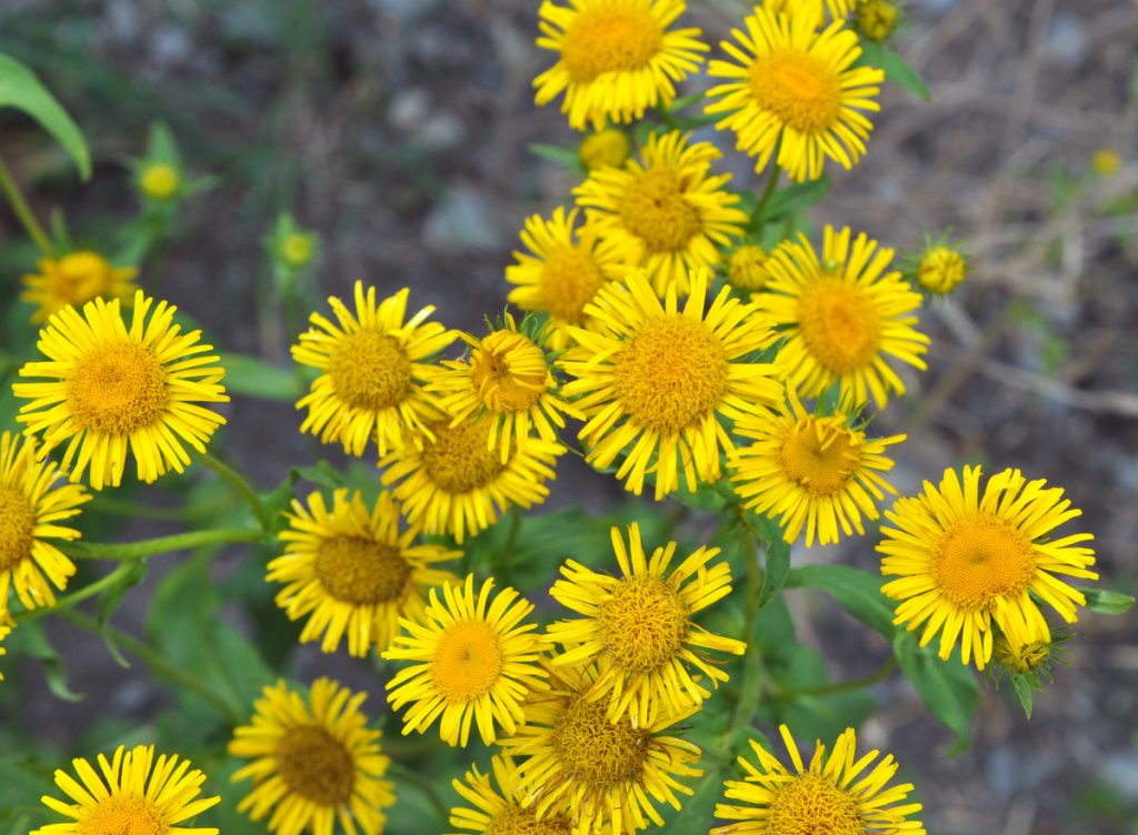 Enula Campana