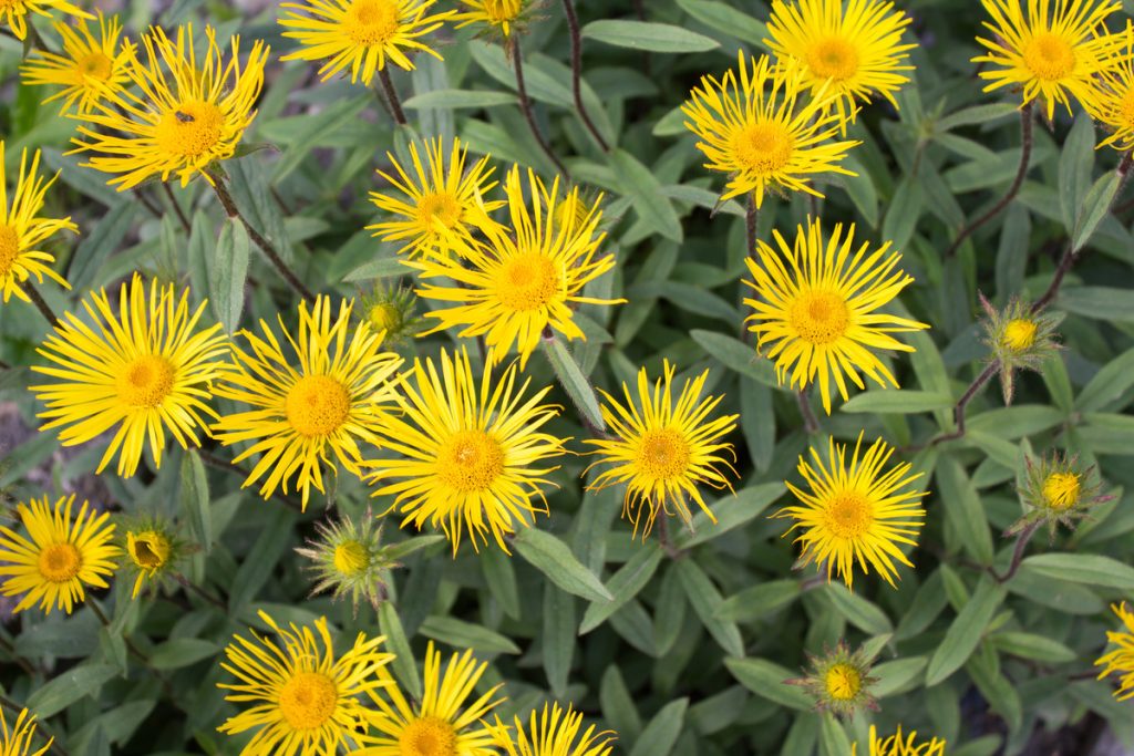Enula Campana