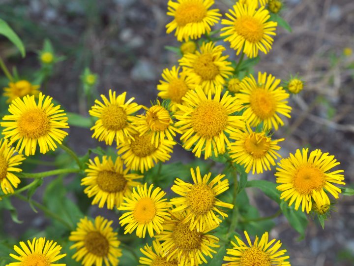 Enula Campana: benefici ed utilizzi
