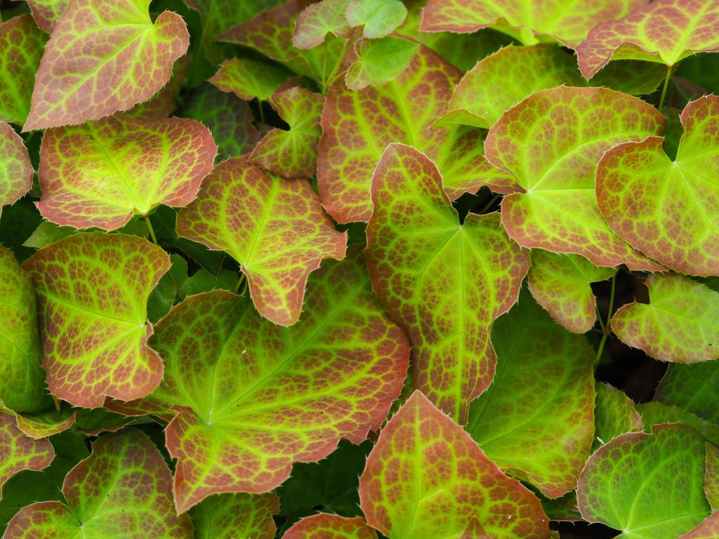 Epimedium