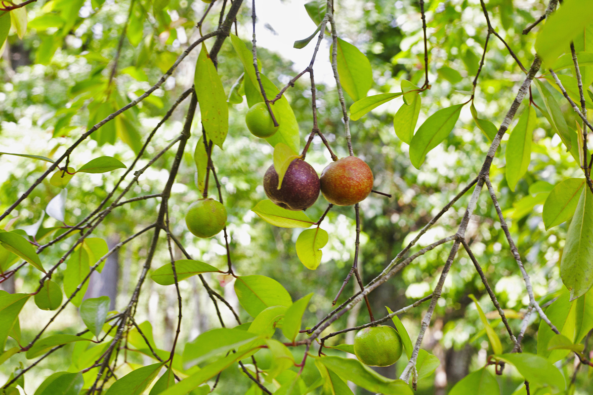 Garcinia