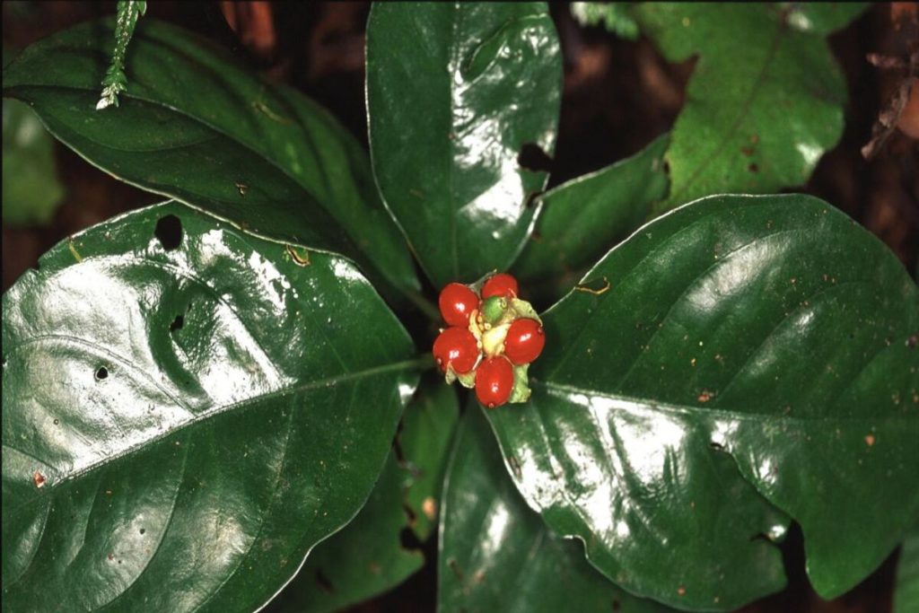 Ipecacuana