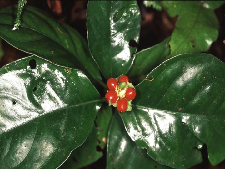 Ipecacuana: benefici e utilizzi