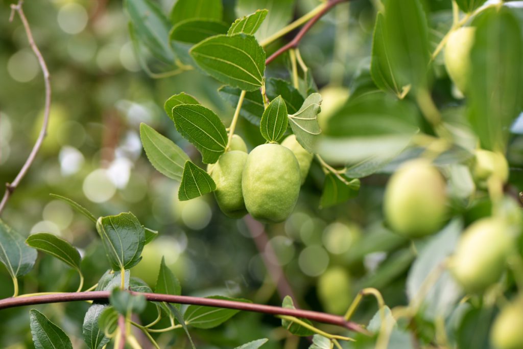 Jojoba