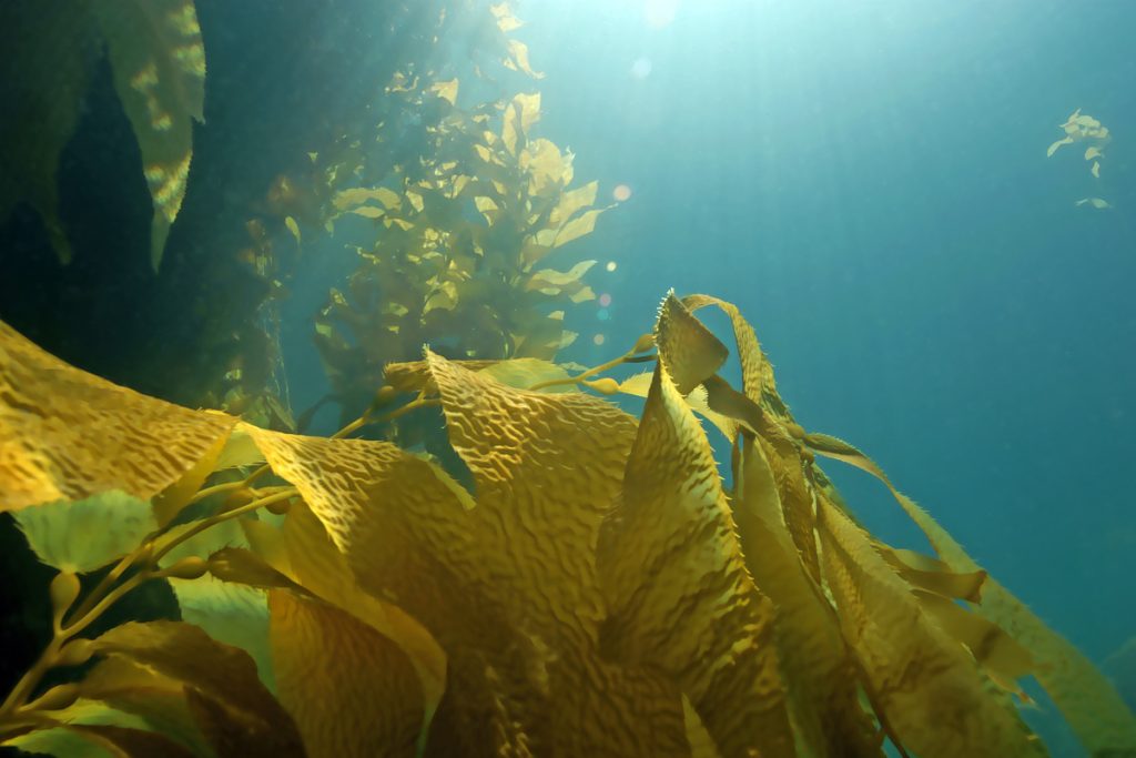 Kelp