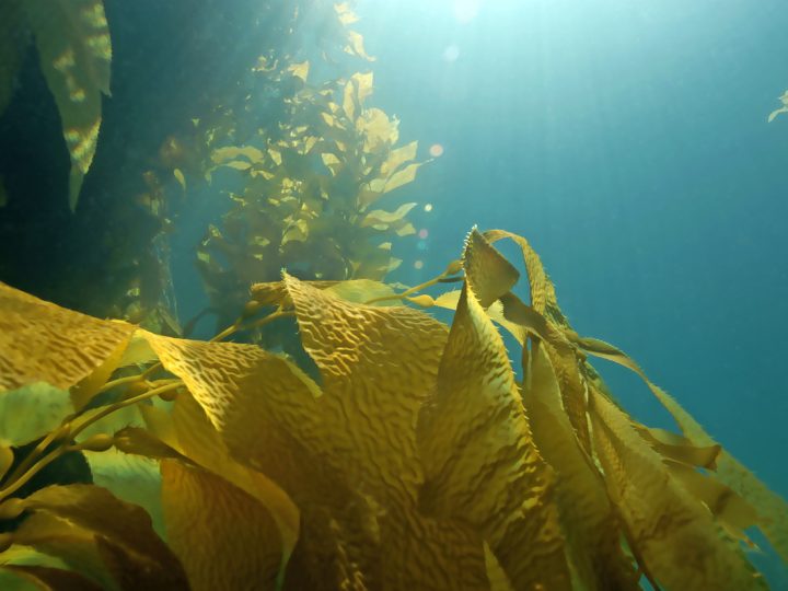 Kelp: benefici ed utilizzi