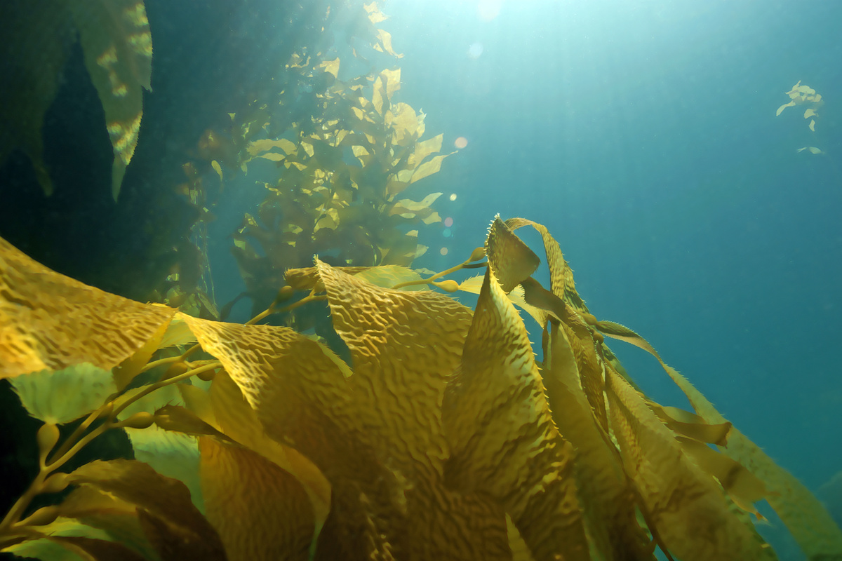 Kelp: benefici ed utilizzi