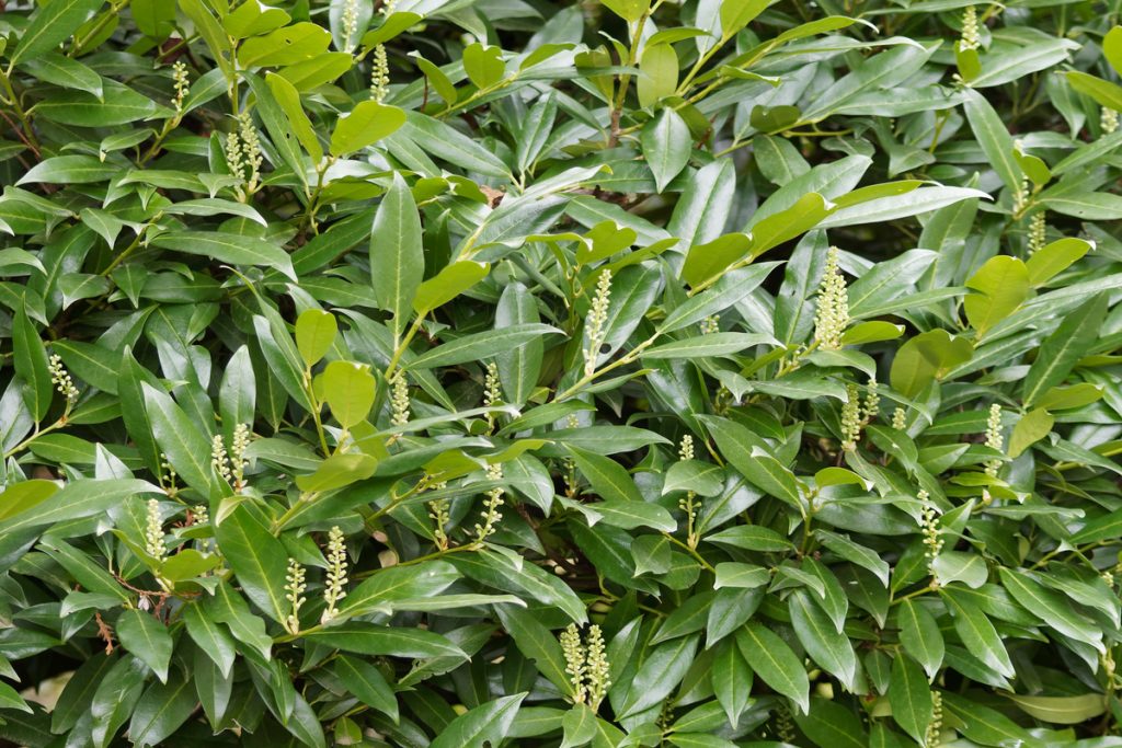 Lauroceraso