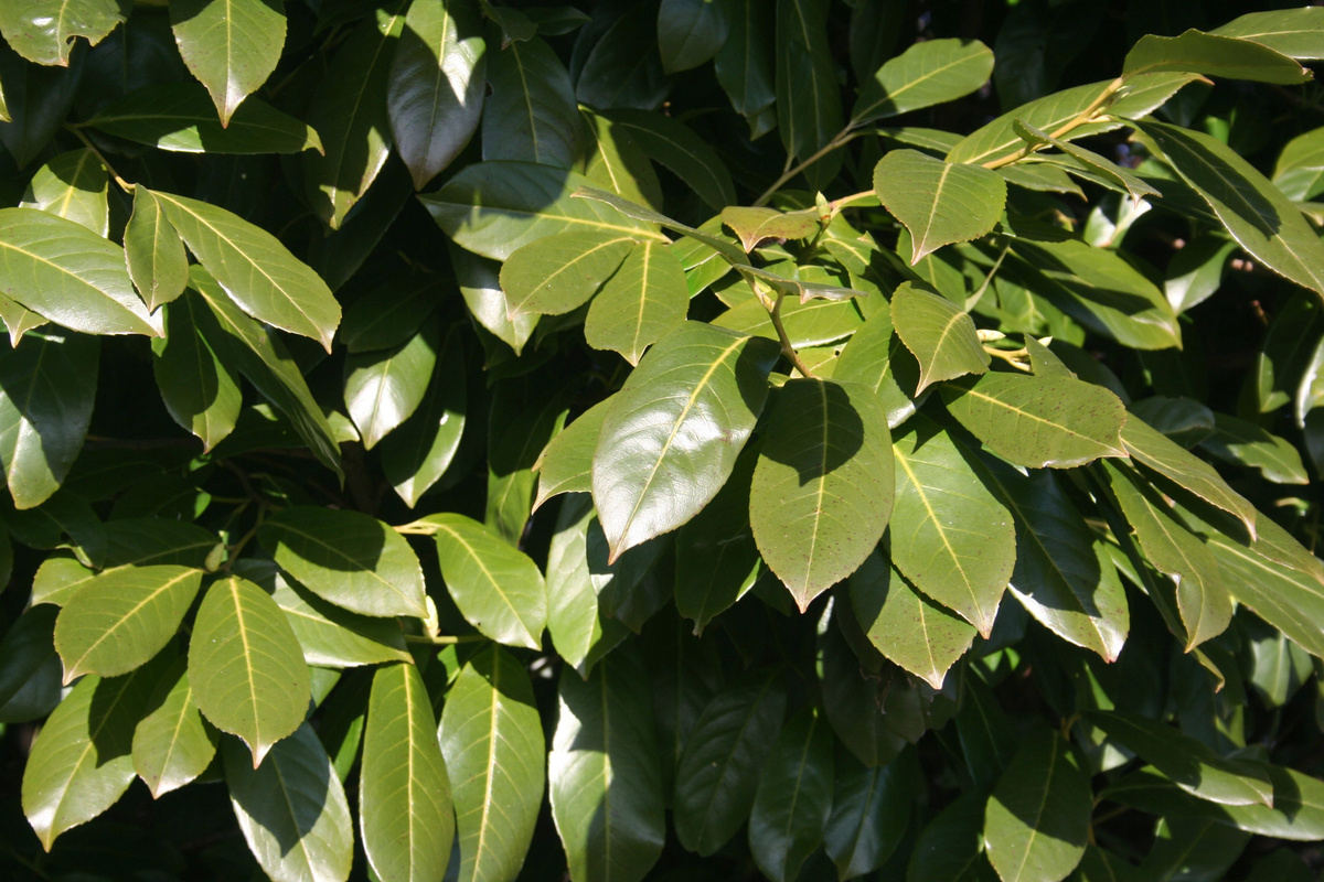 Lauroceraso