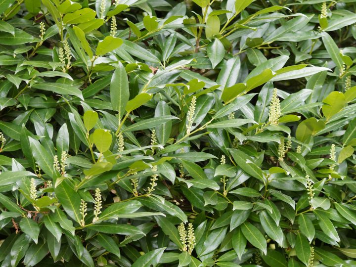 Lauroceraso: proprietà ed utilizzi della pianta