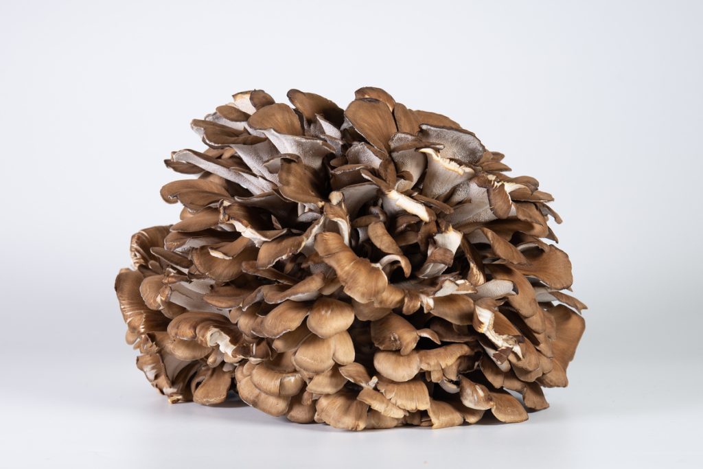 Maitake