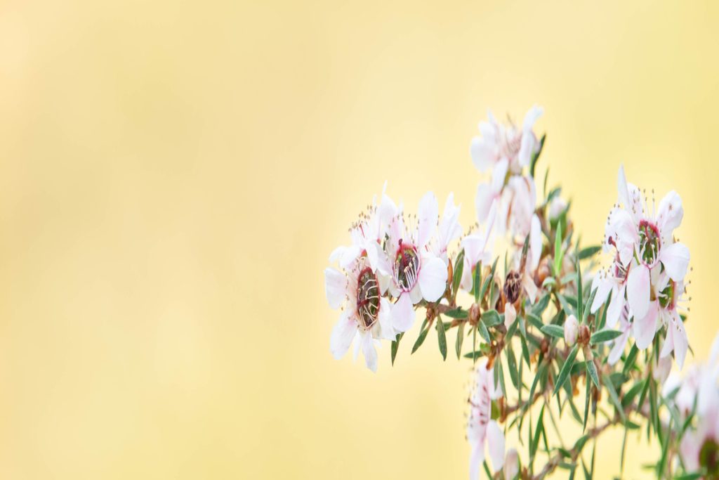 Manuka