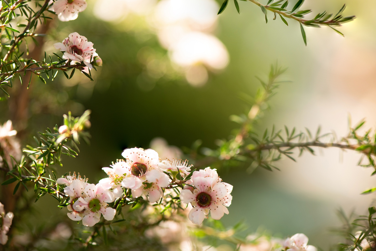 Manuka
