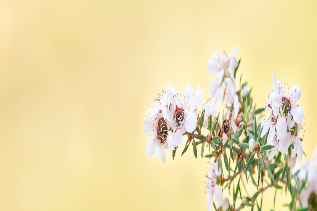 Manuka: proprietà e come si utilizza