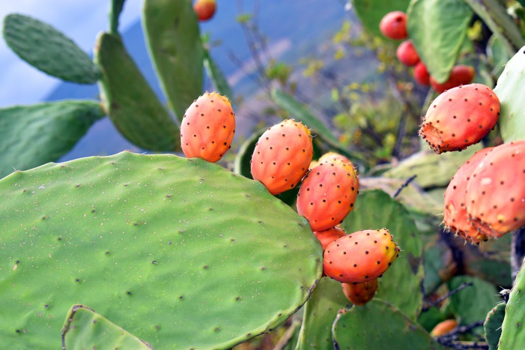 Opuntia