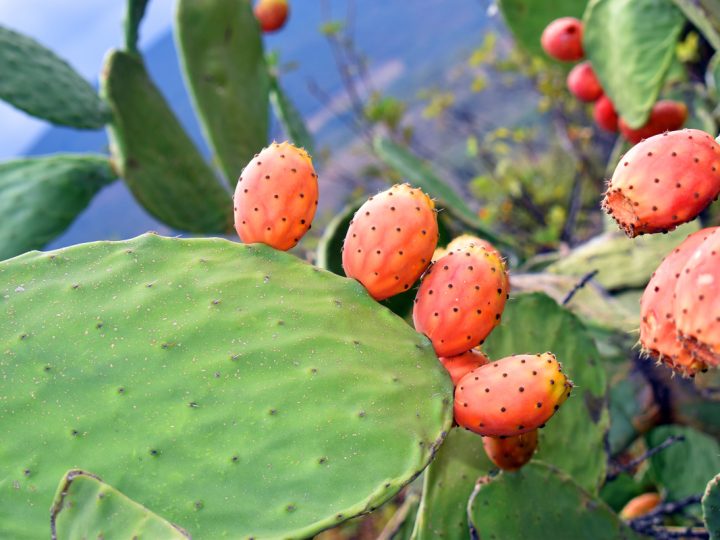 Opuntia: proprietà e benefici