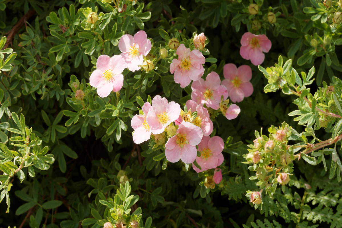 Potentilla