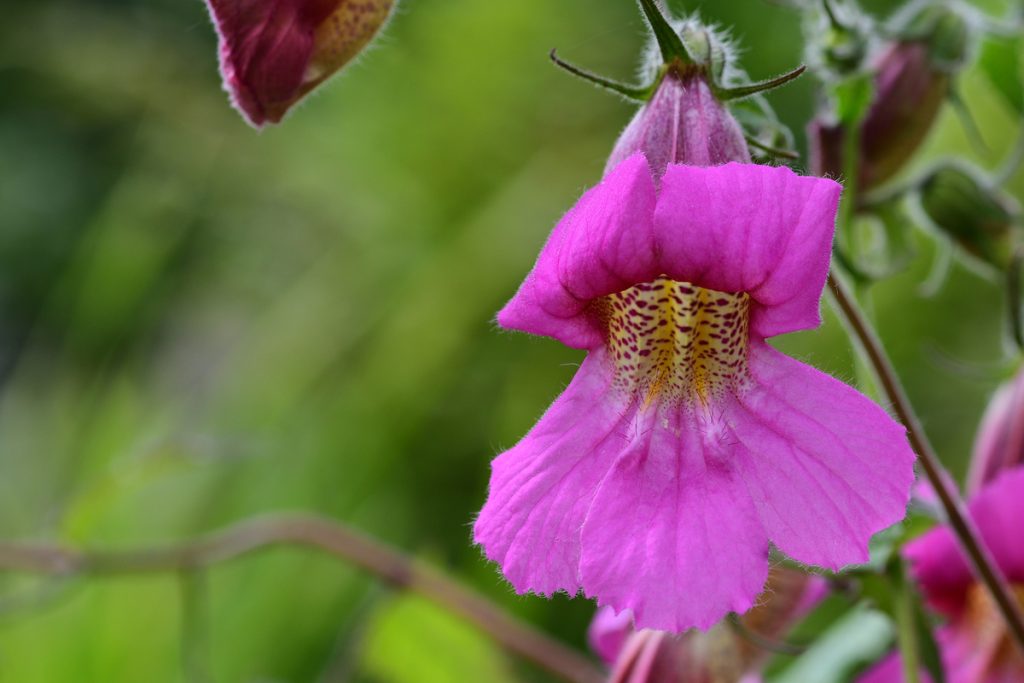 Remannia