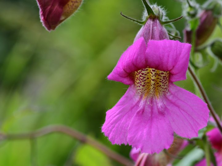 Remannia: proprietà e benefici
