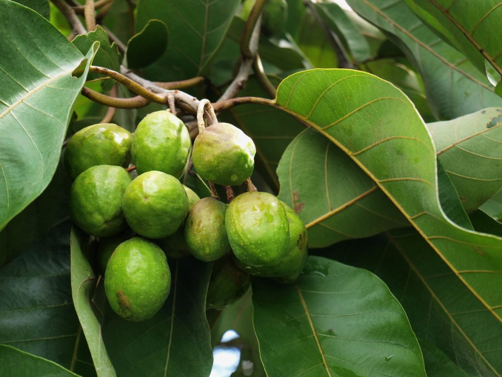 Terminalia