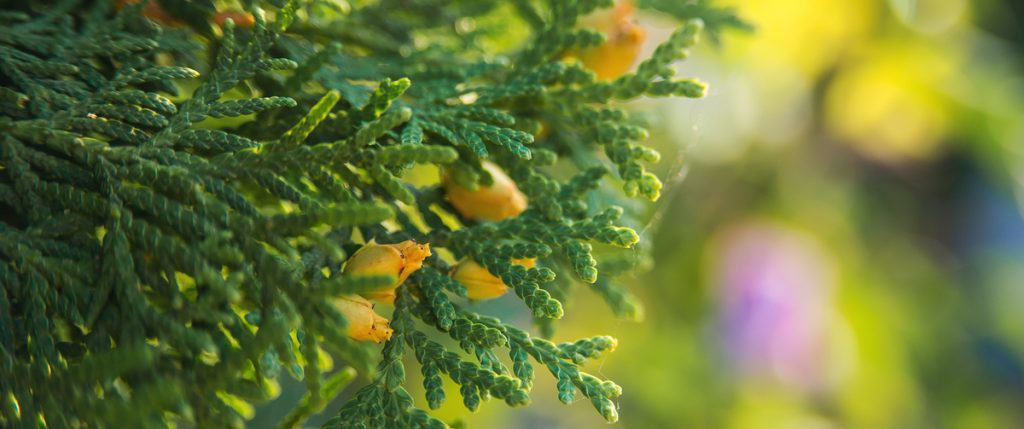 Thuja