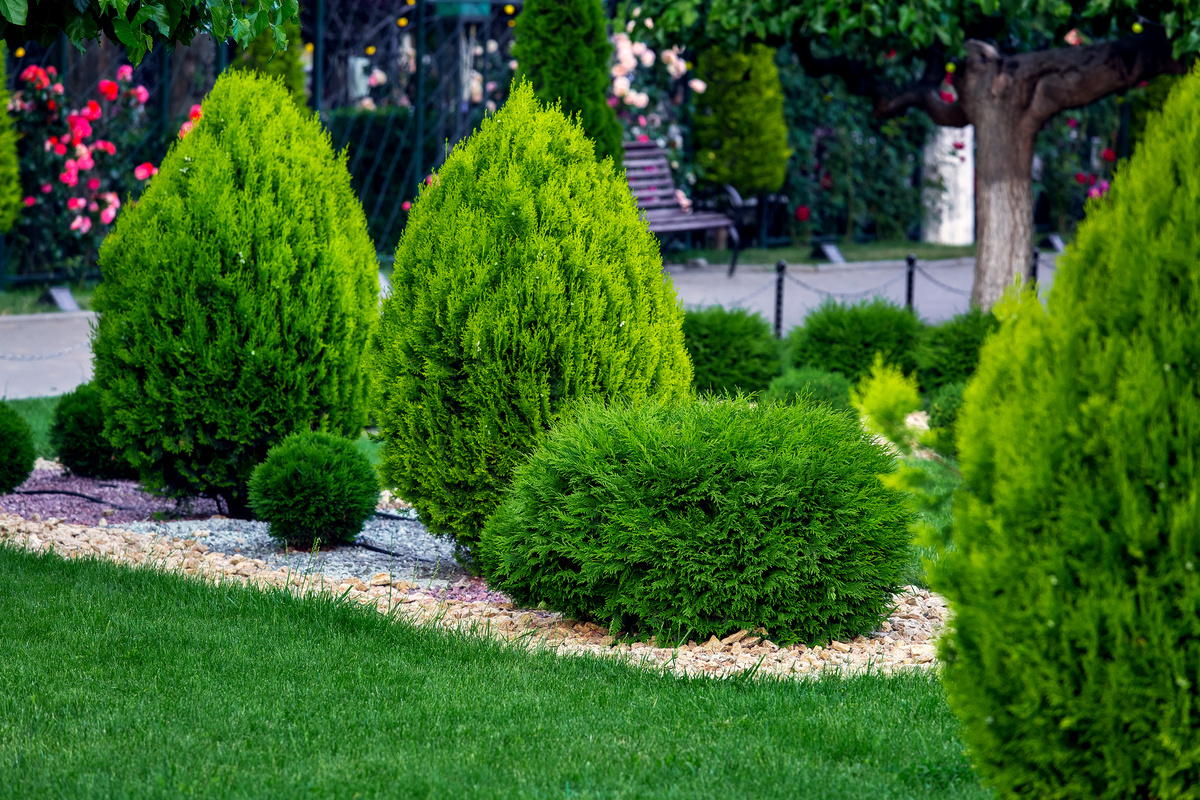 Thuja: benefici ed utilizzi della pianta antiossidante