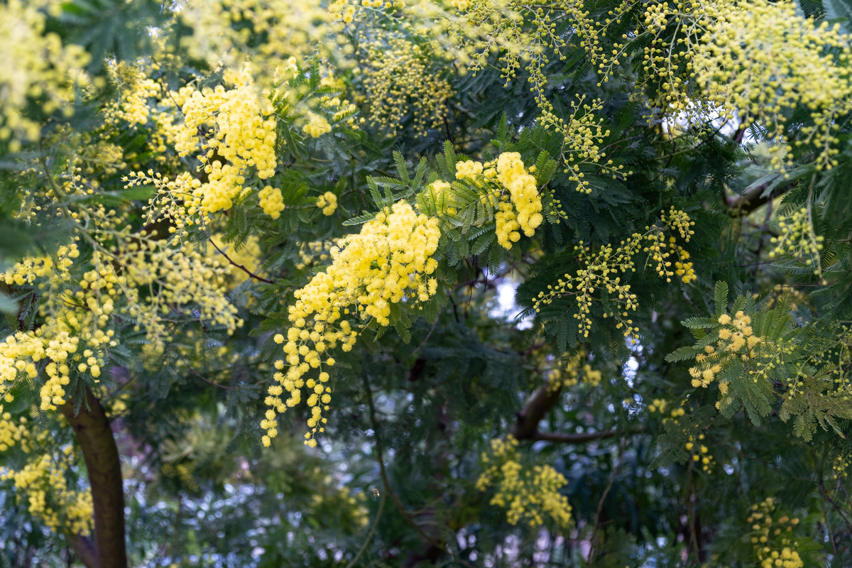 Acacia Farnesiana