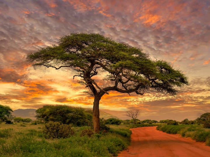 Acacia Farnesiana: proprietà ed uso