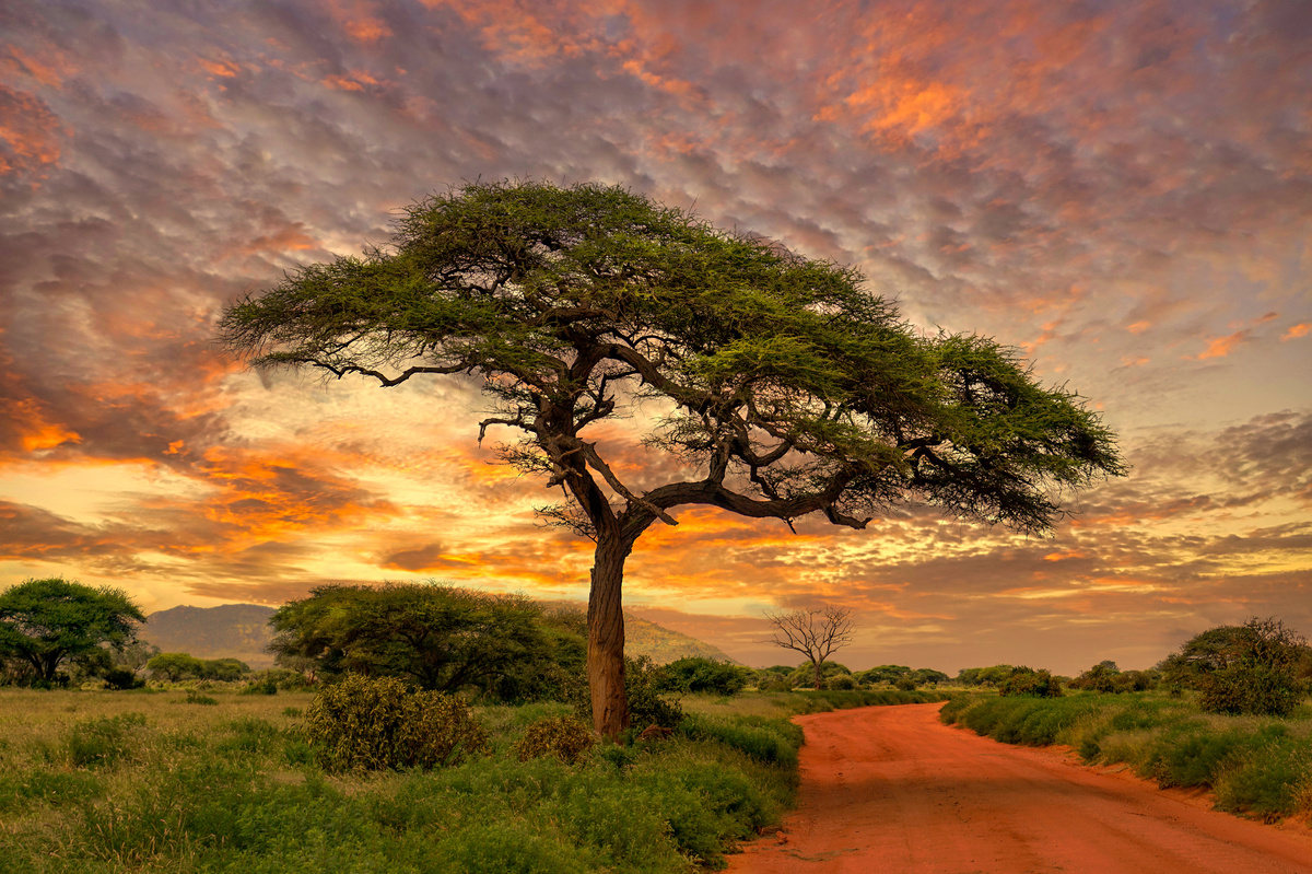 Acacia Farnesiana: proprietà ed uso