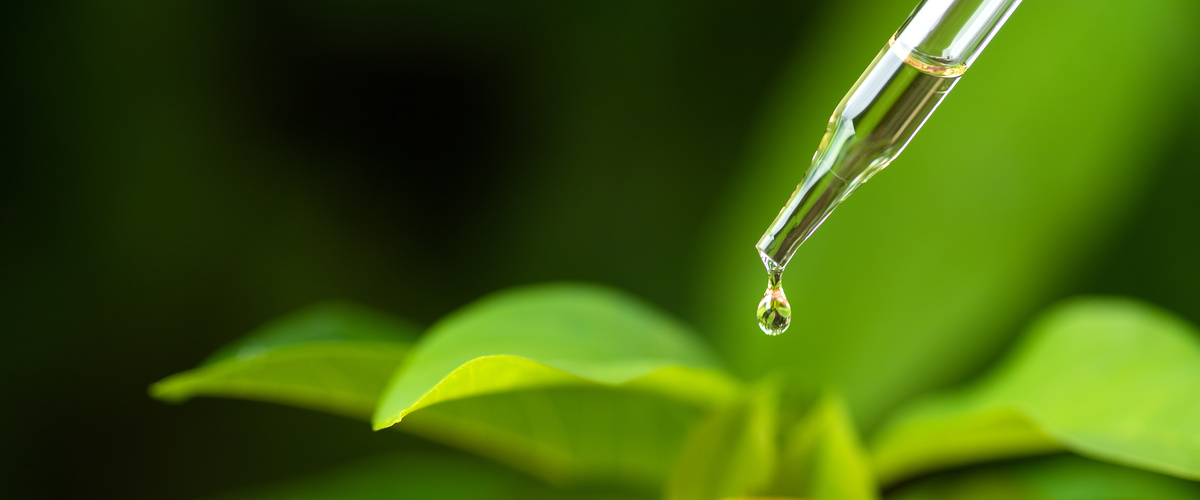 Adatoda: benefici ed uso