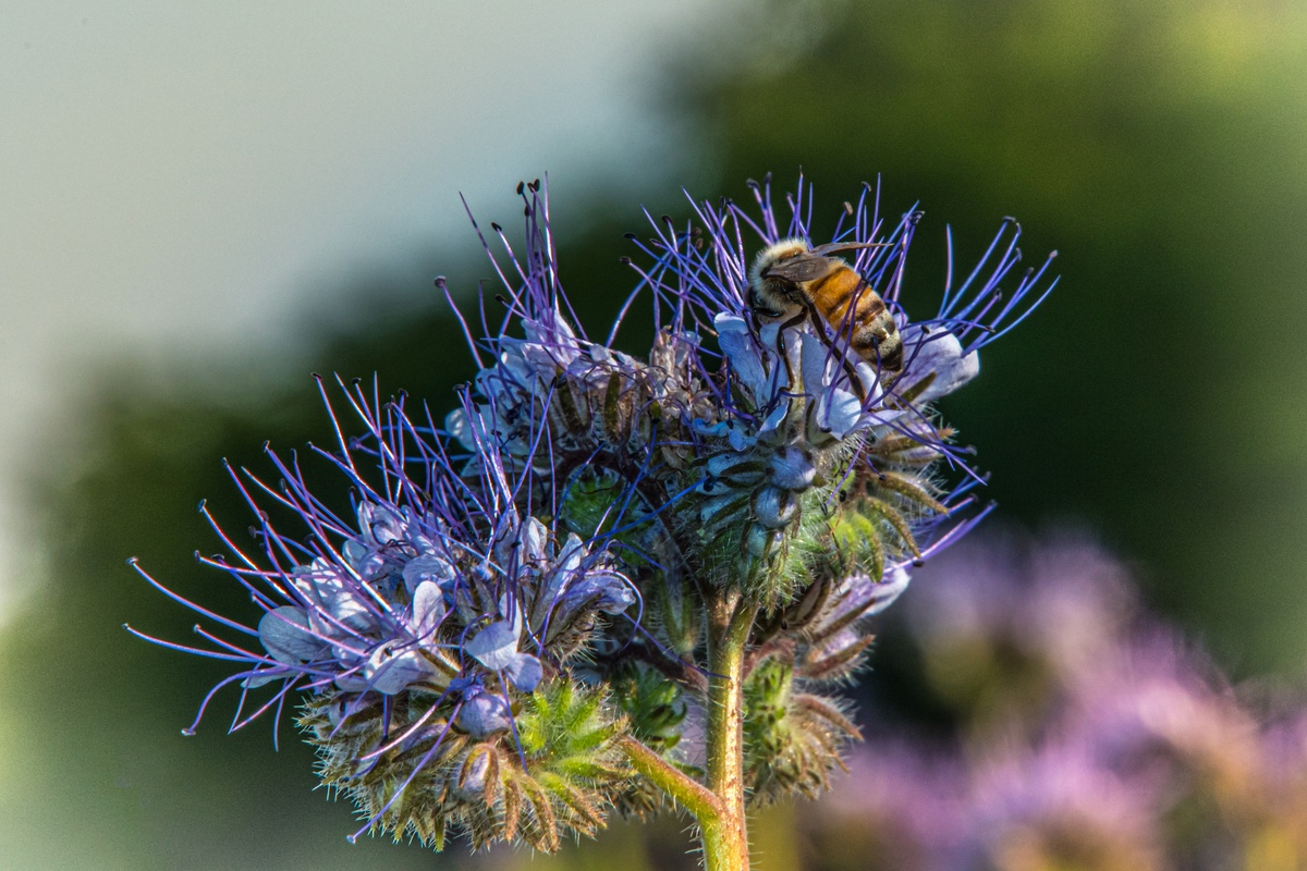 Ammi Visnaga