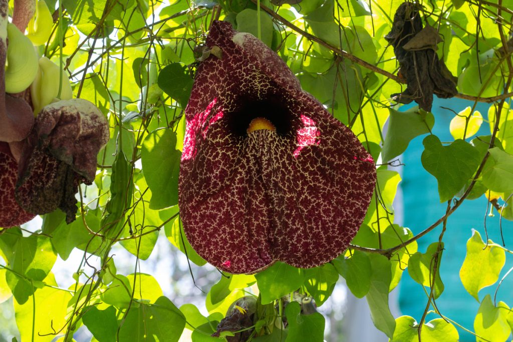 Aristolochia