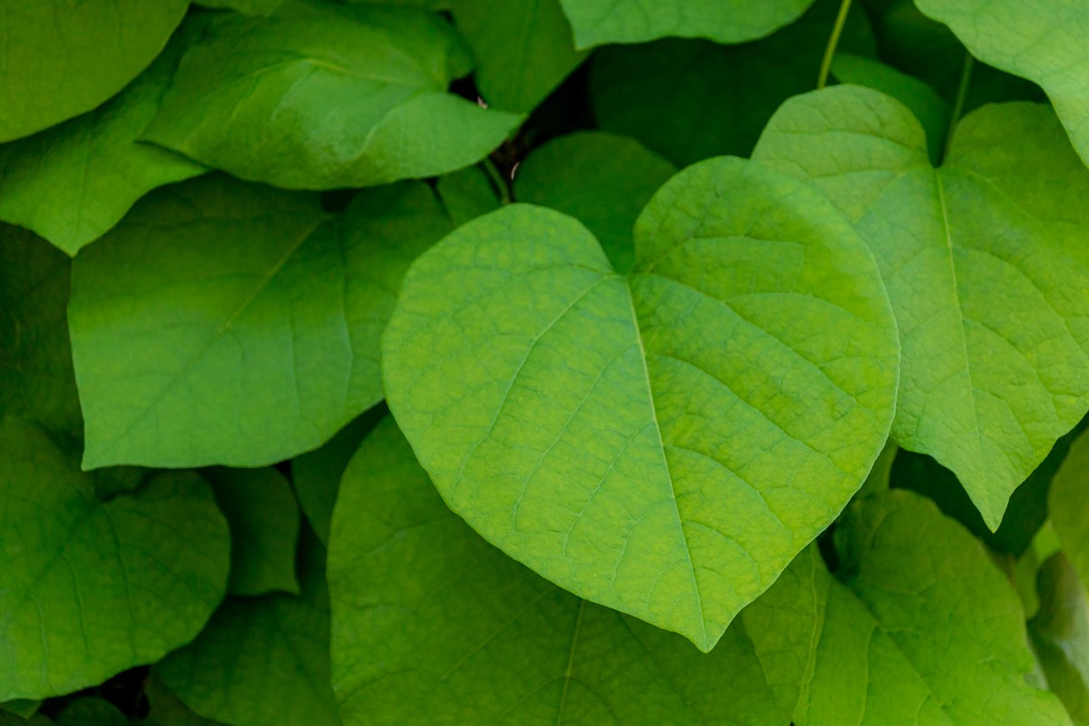 Aristolochia