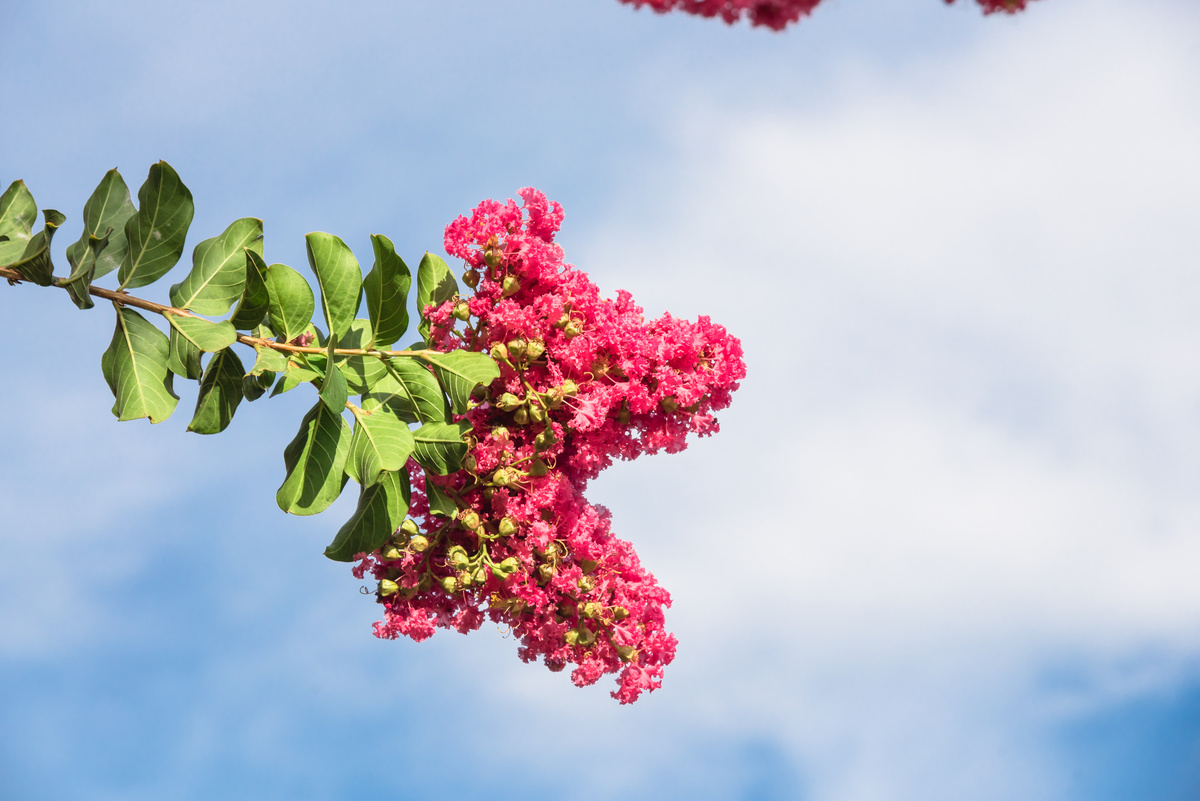 Banaba
