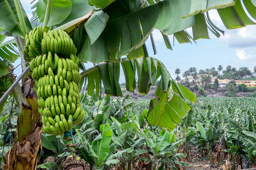 Banano