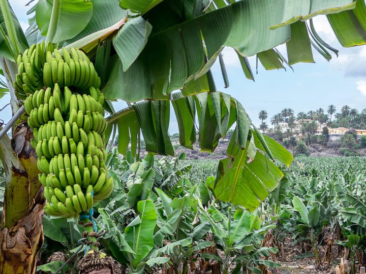 Banano: benefici ed utilizzo