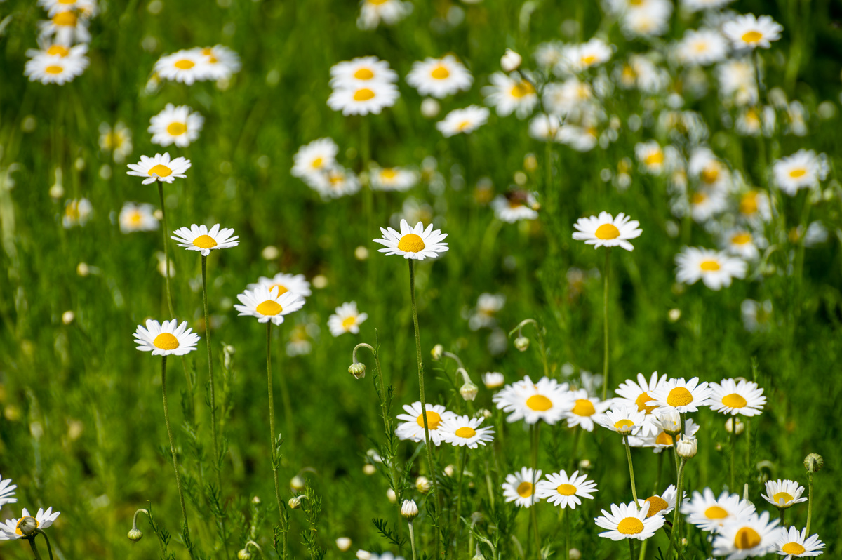 Camomilla Romana: benefici ed utilizzo