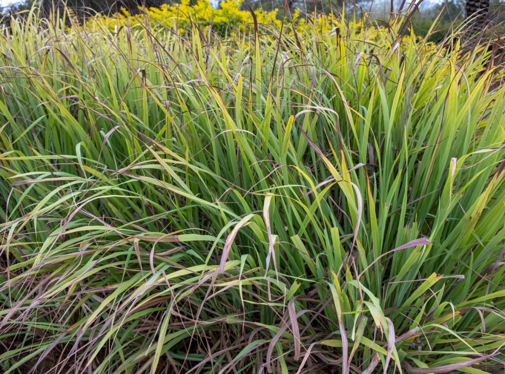 Citronella