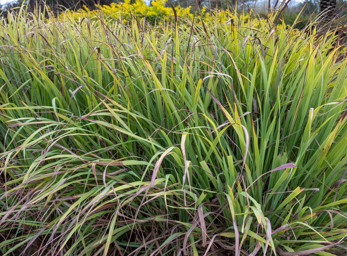 Citronella: benefici e uso