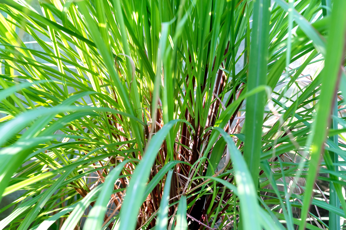 Citronella