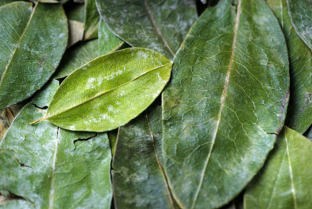 Coca Boliviana